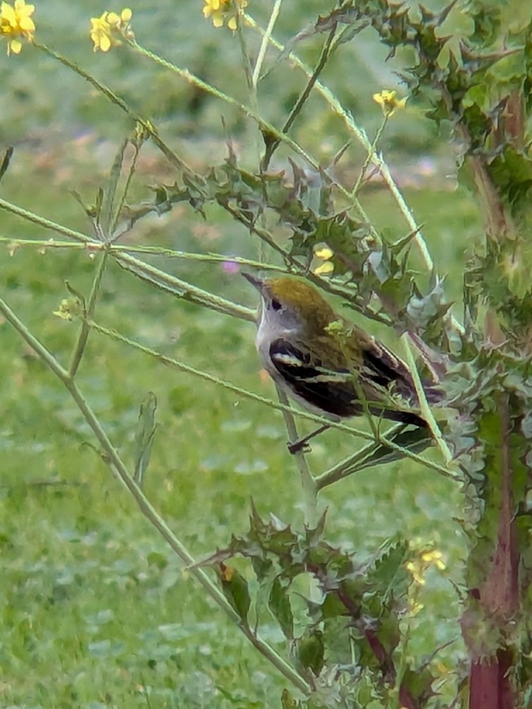 Chestnut-sided Warbler - ML647433466