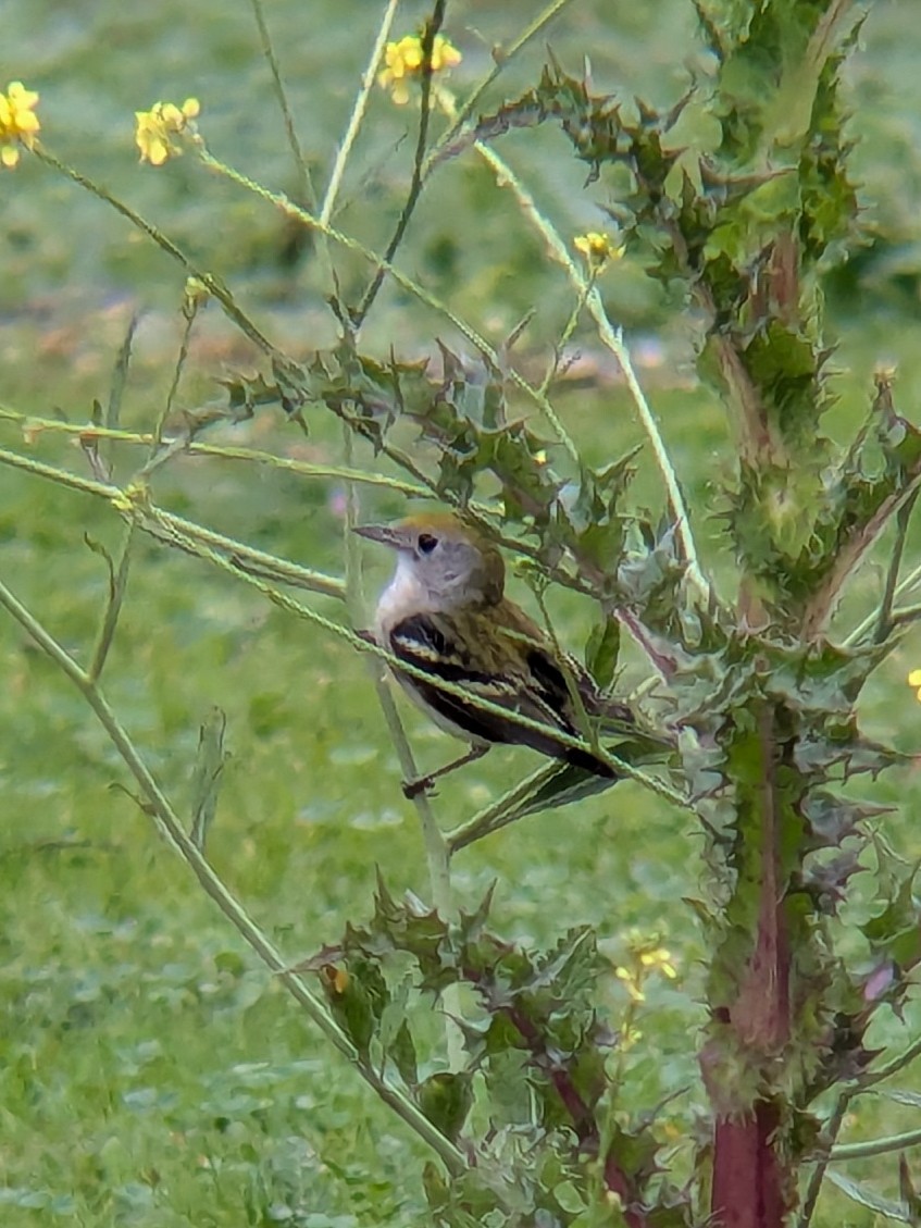 Chestnut-sided Warbler - ML647433468