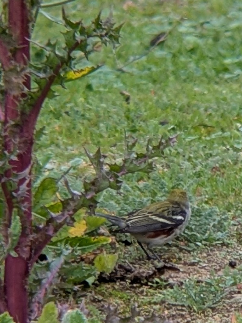 Chestnut-sided Warbler - ML647433469