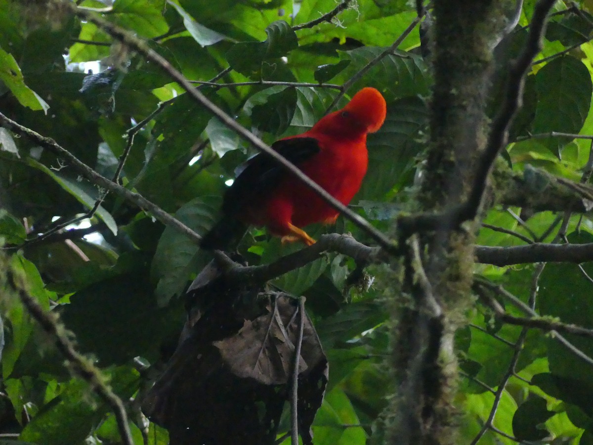 Coq-de-roche péruvien - ML647433473