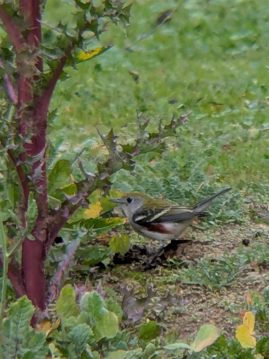 Chestnut-sided Warbler - ML647433474