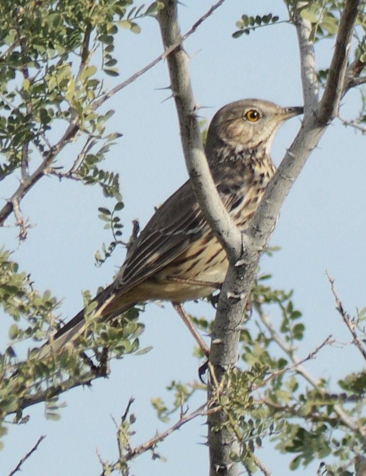 Sage Thrasher - ML647433476