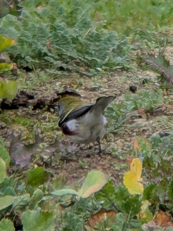 Chestnut-sided Warbler - ML647433479