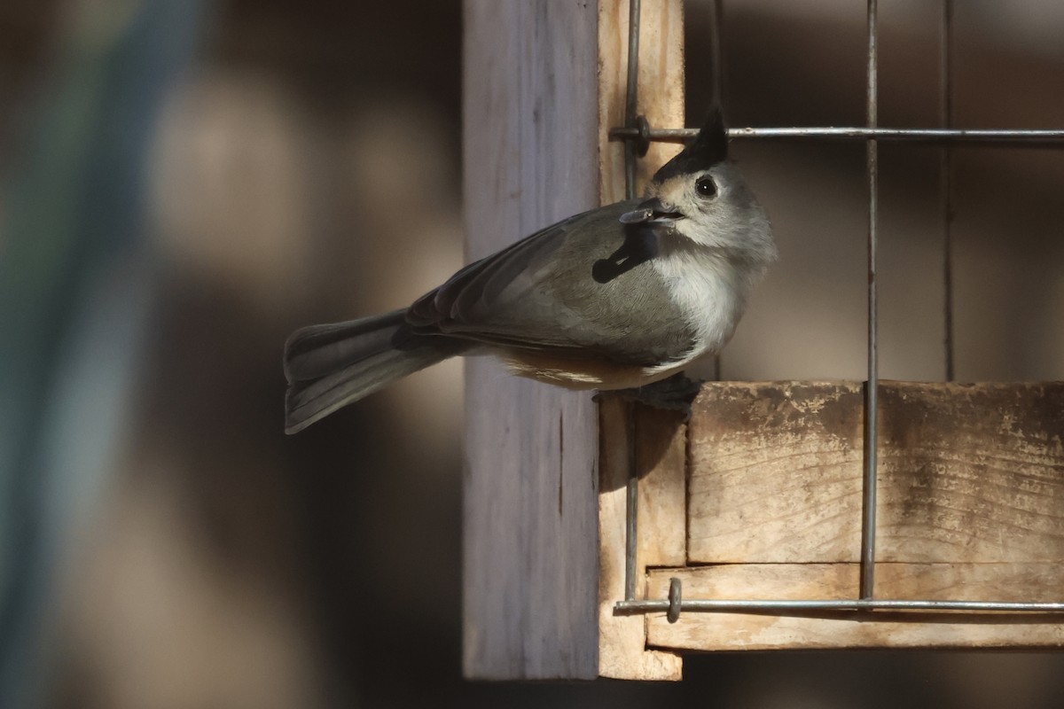 svartduskmeis - ML647433481