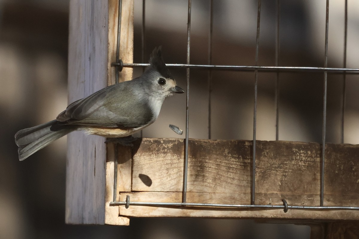 svartduskmeis - ML647433482