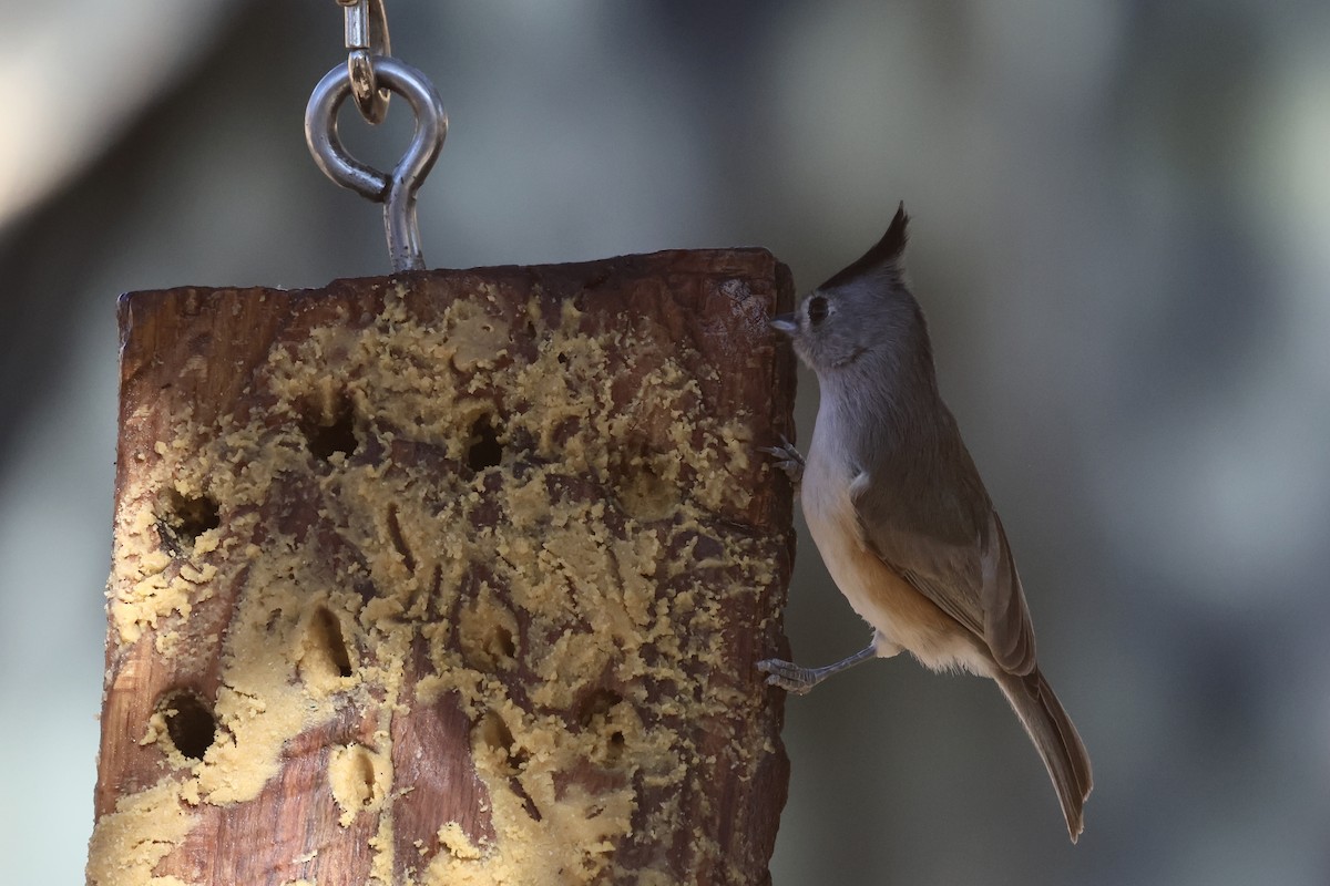 svartduskmeis - ML647433483