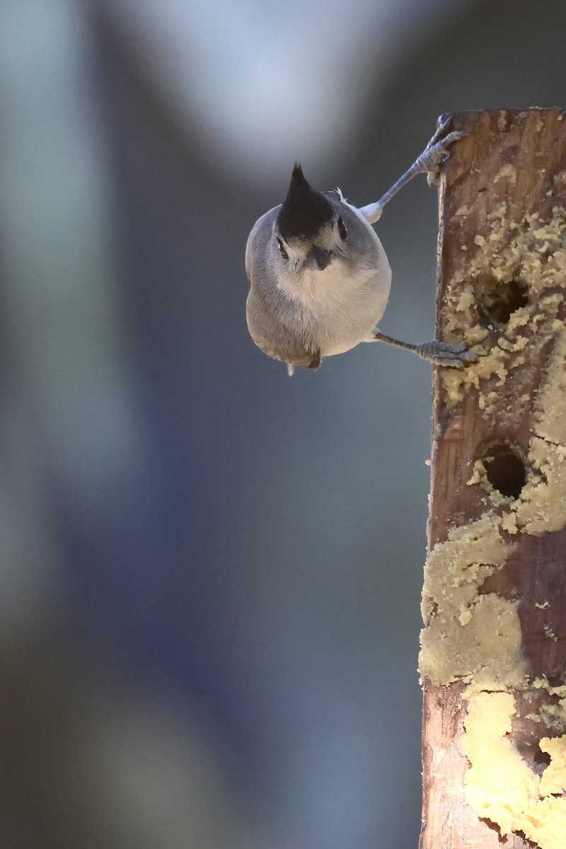 svartduskmeis - ML647433484