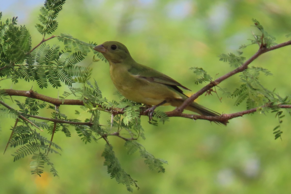 pavespurv - ML647433485