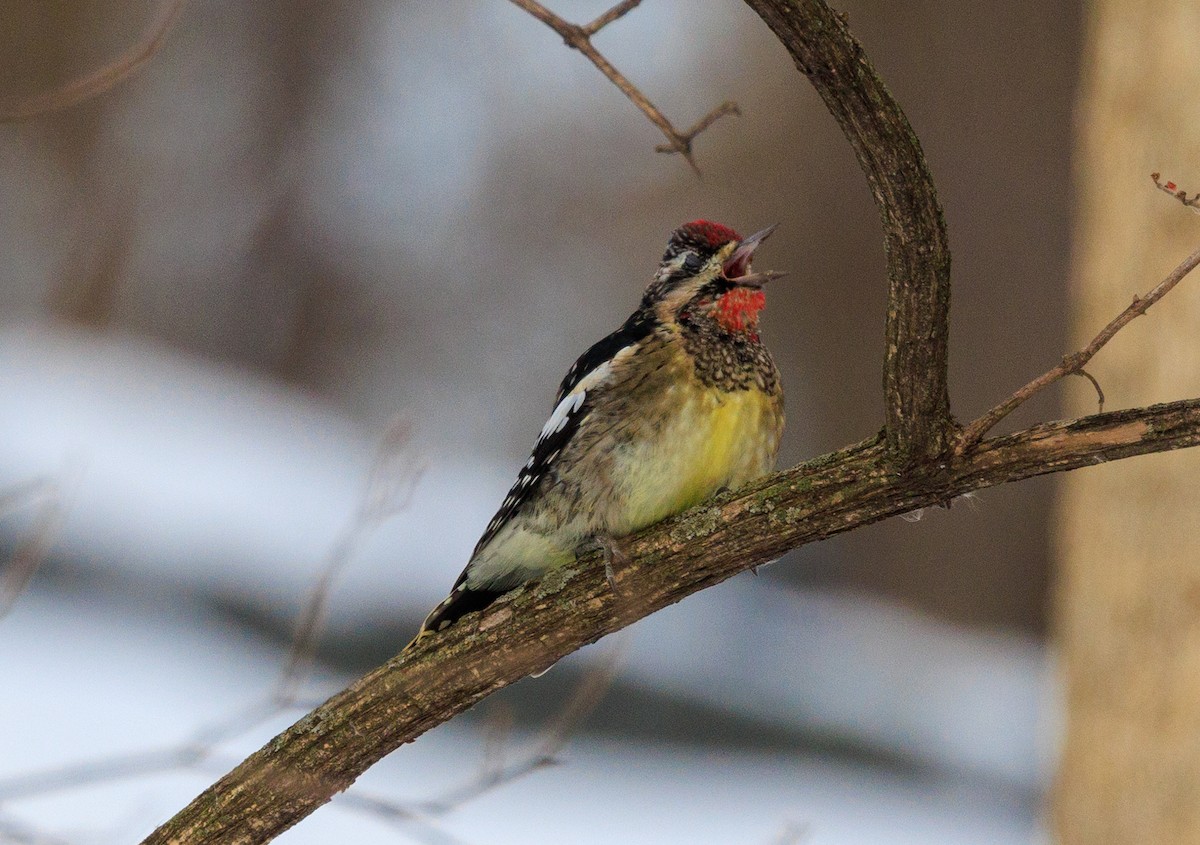 kanadasevjespett - ML647433486