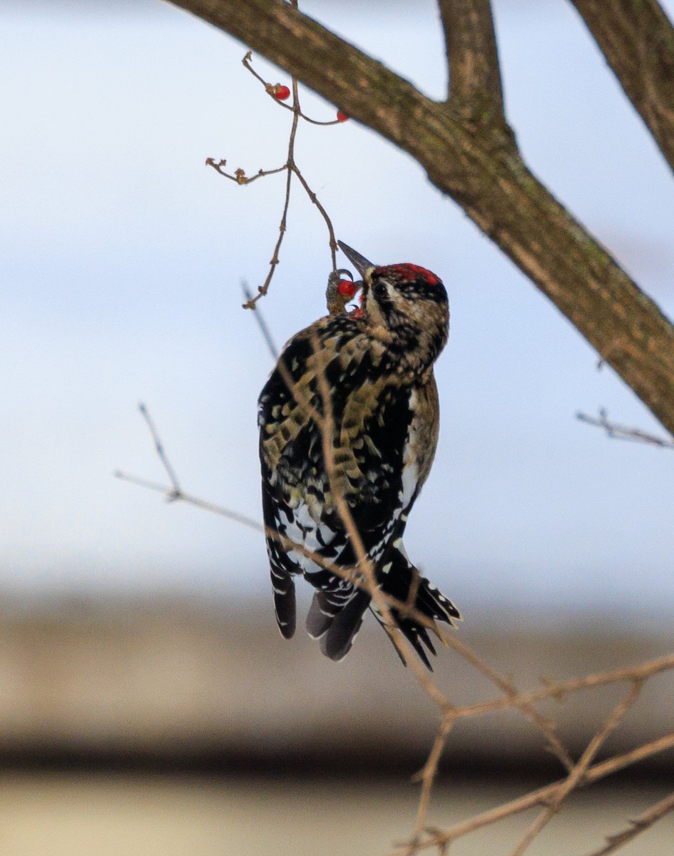 kanadasevjespett - ML647433487