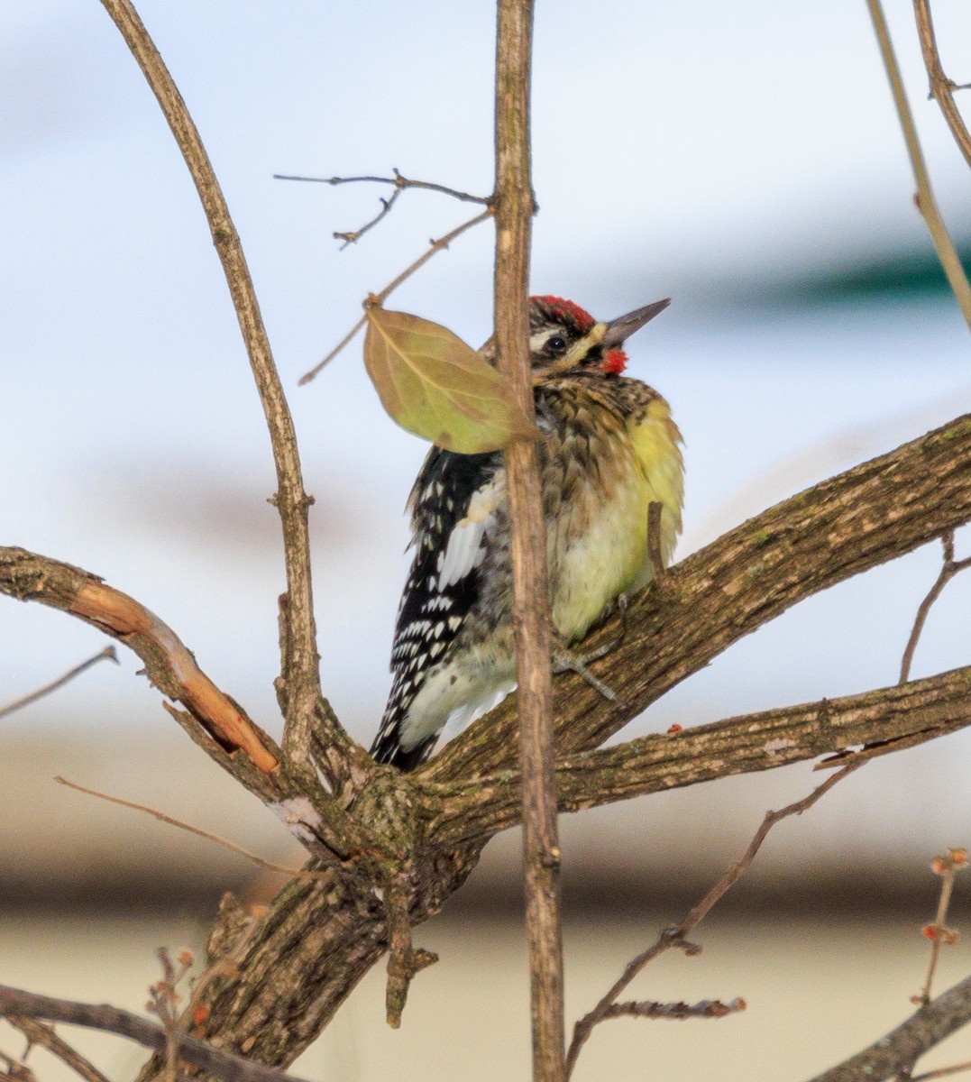 kanadasevjespett - ML647433488