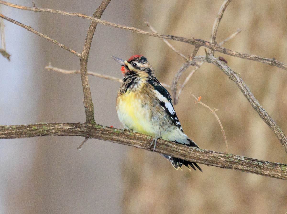 kanadasevjespett - ML647433489