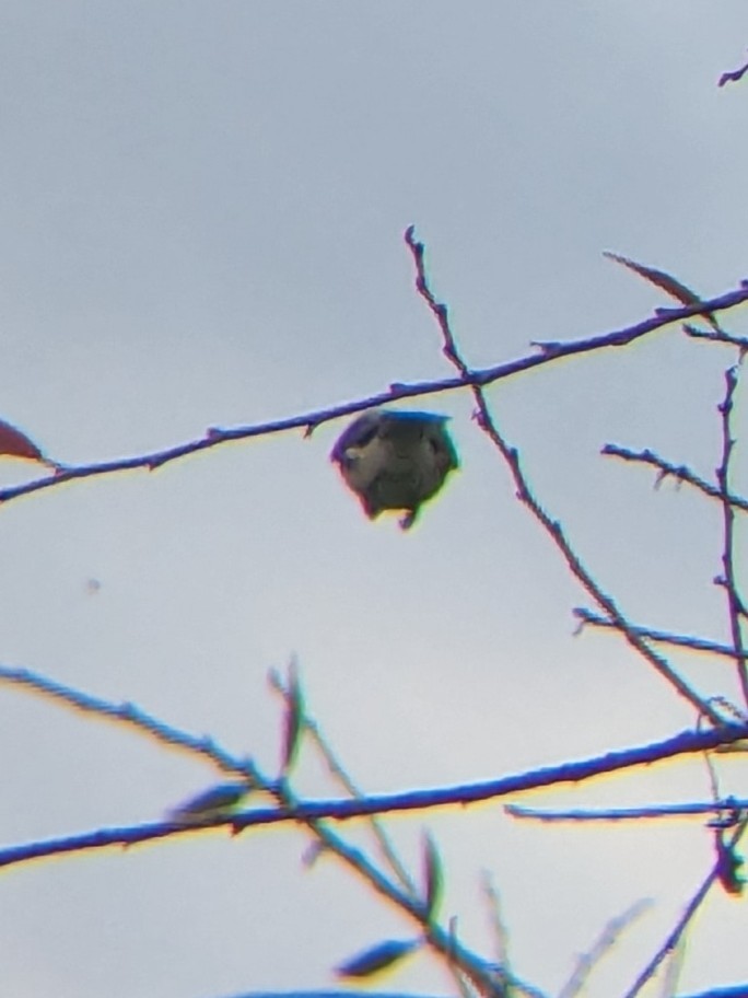 Chestnut-sided Warbler - ML647433493