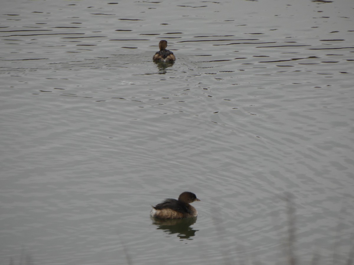 ringnebbdykker - ML647433494