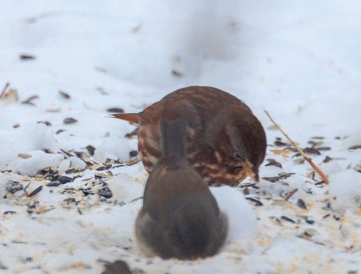 revespurv - ML647433495