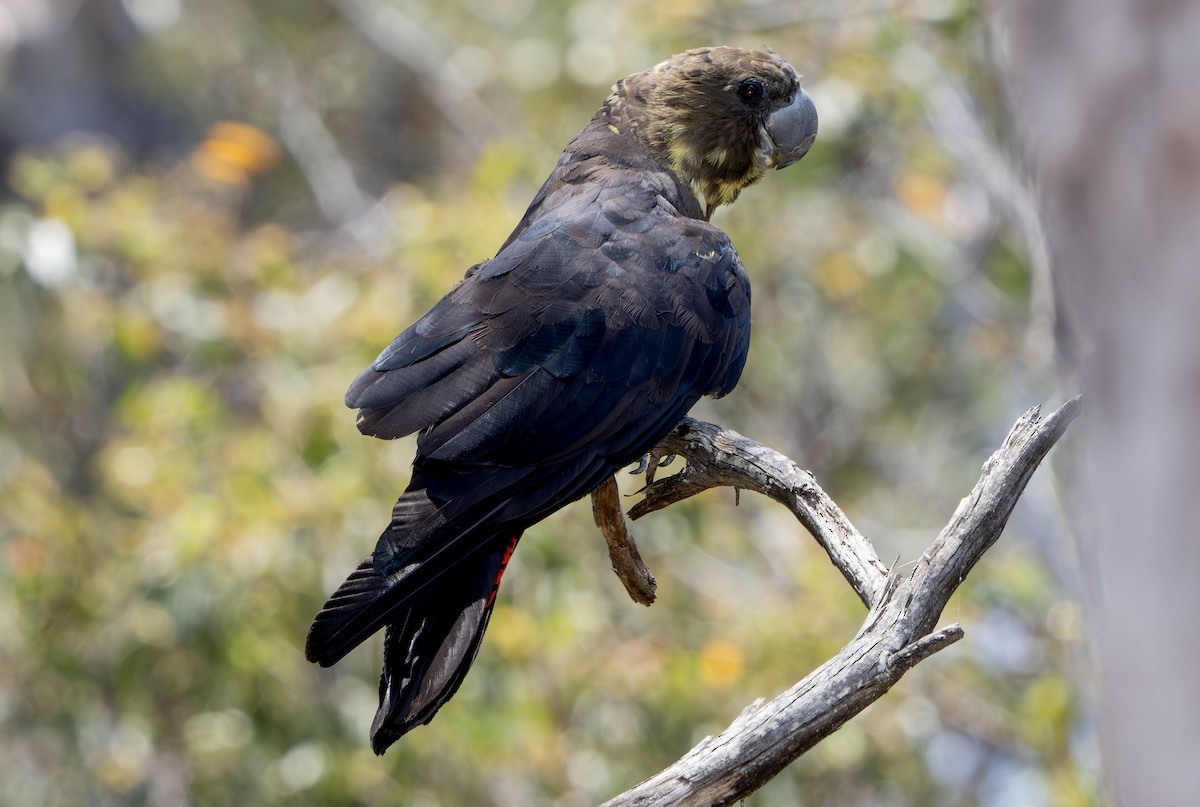 brunkakadu - ML647433501