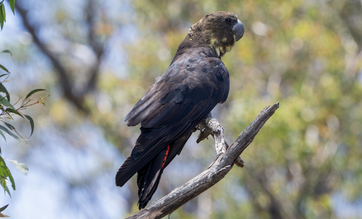 brunkakadu - ML647433502