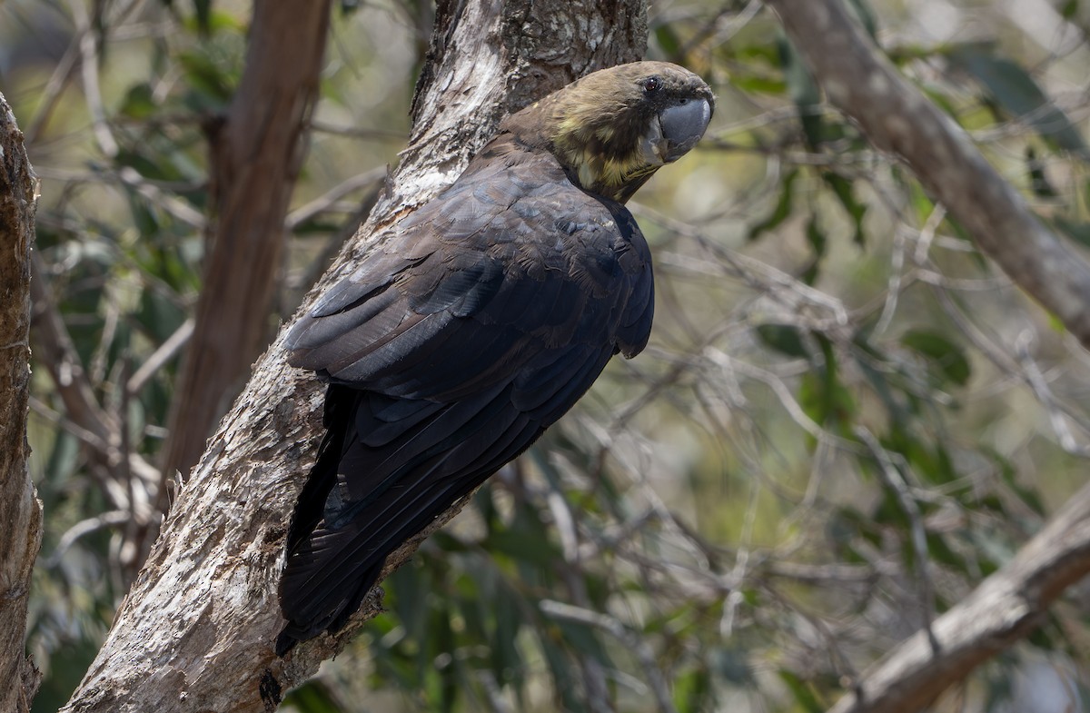 brunkakadu - ML647433503