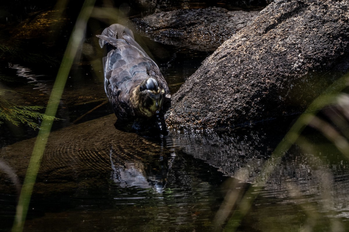 brunkakadu - ML647433504