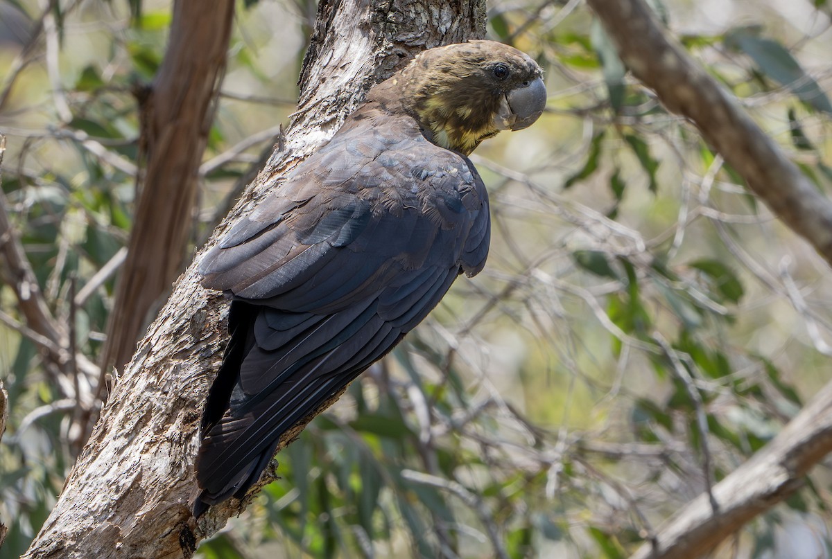 brunkakadu - ML647433505