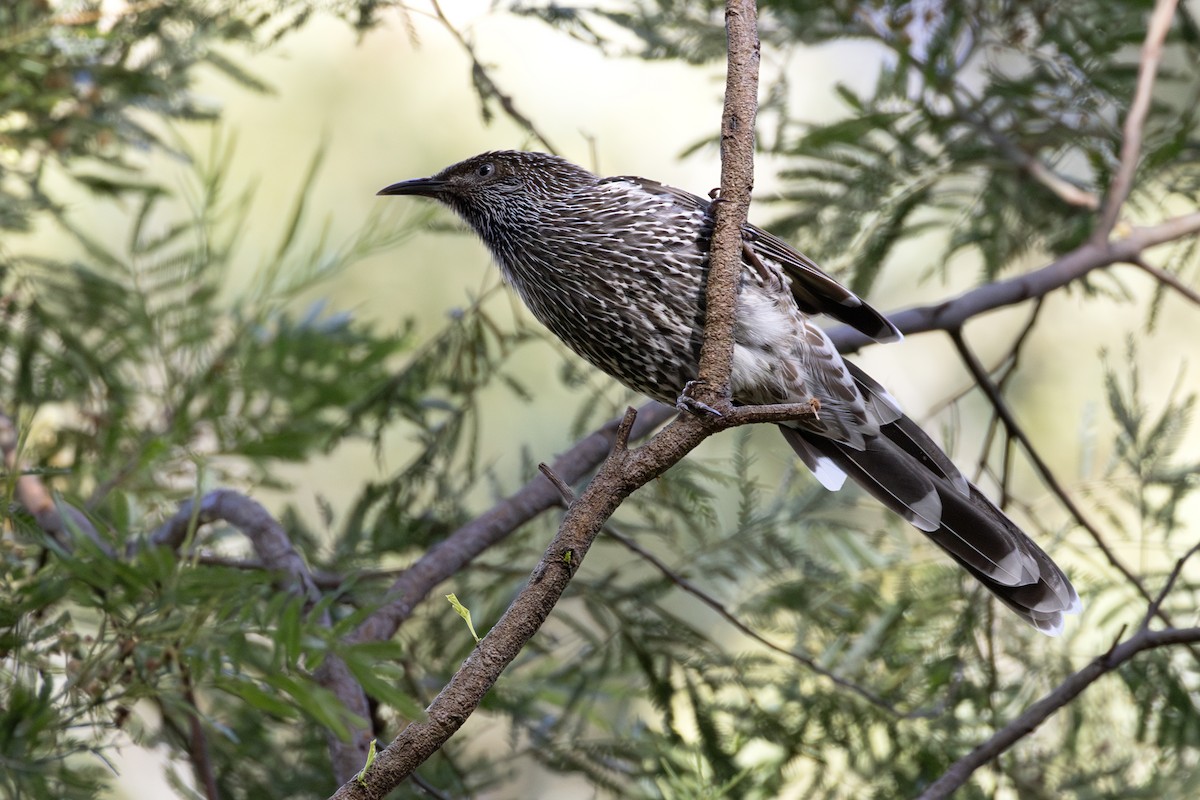 banksiahonningeter - ML647433506