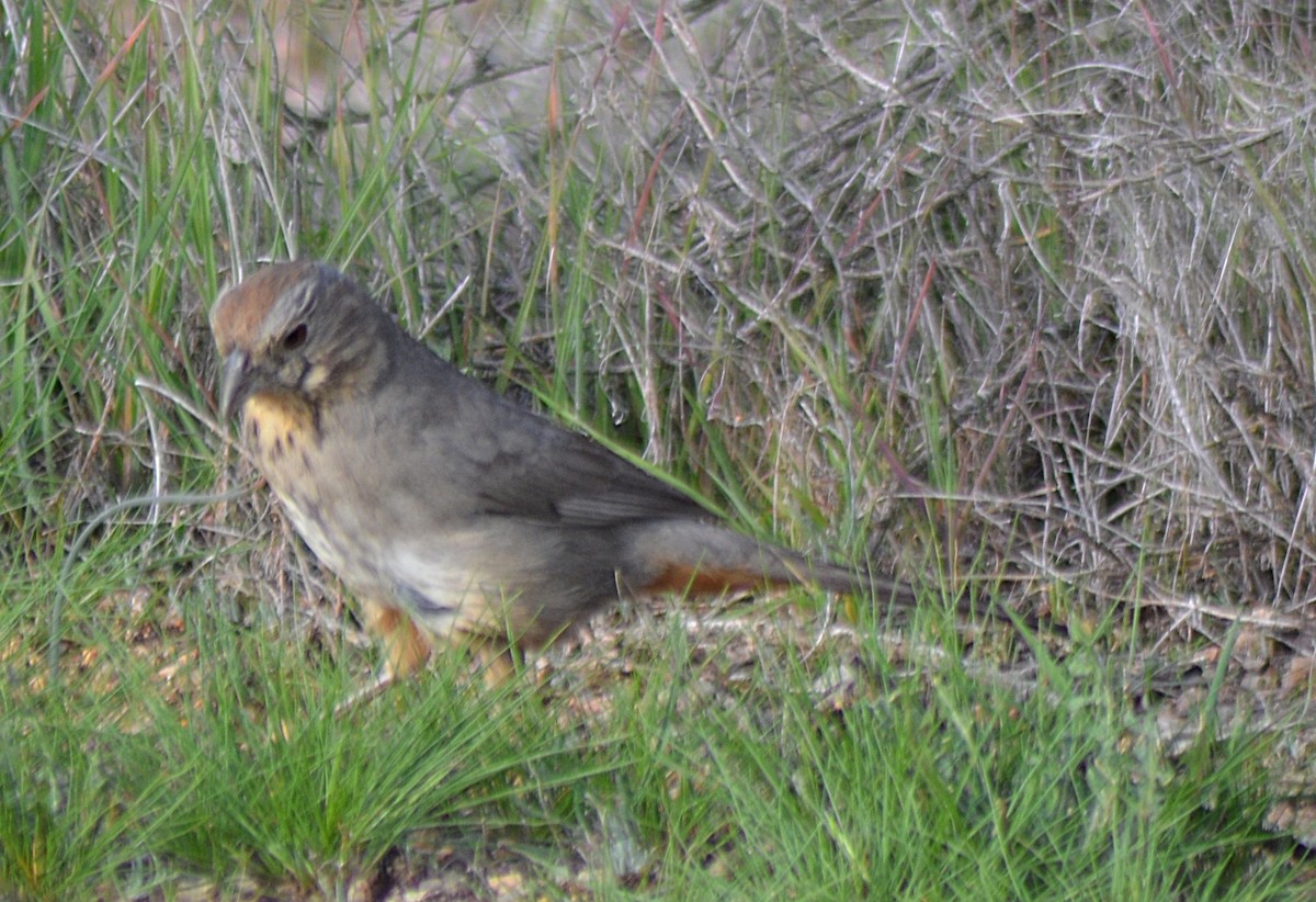 ravinetovi - ML647433507