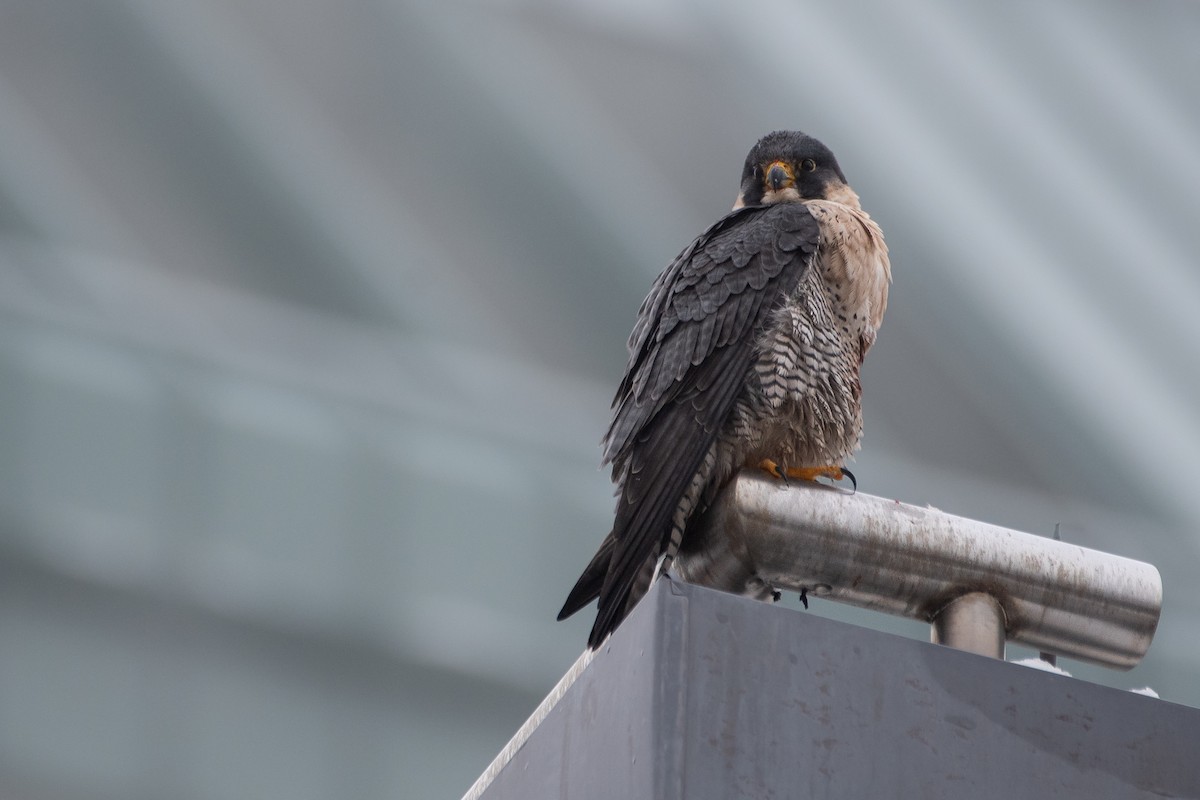 vandrefalk - ML647433508