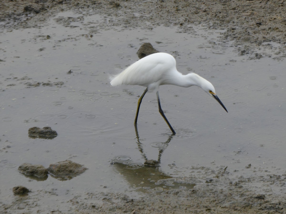 snøhegre - ML647433512