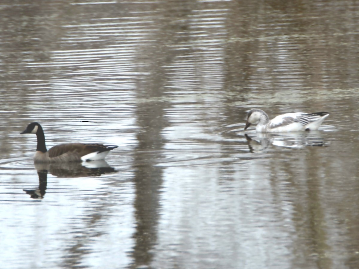 Snow Goose - ML647433513