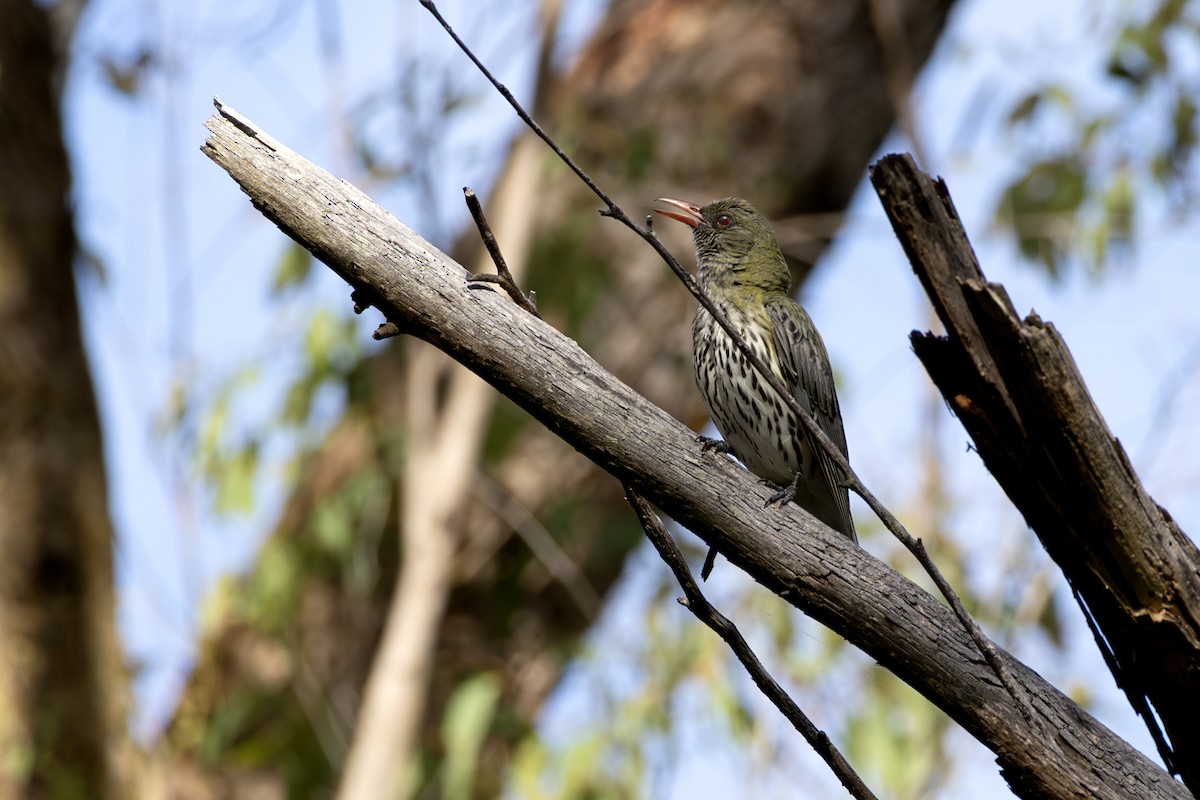 tårepirol - ML647433517