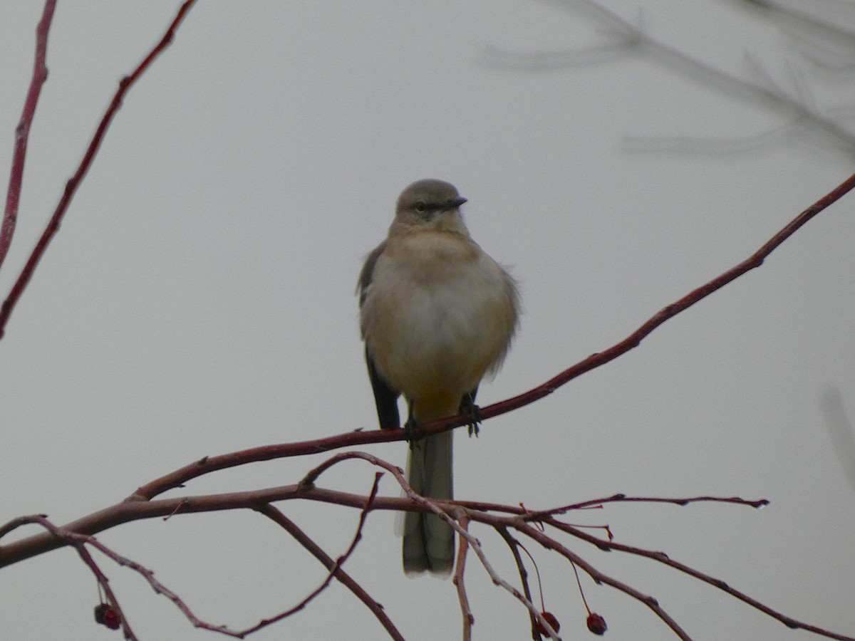 sangspottefugl - ML647433518