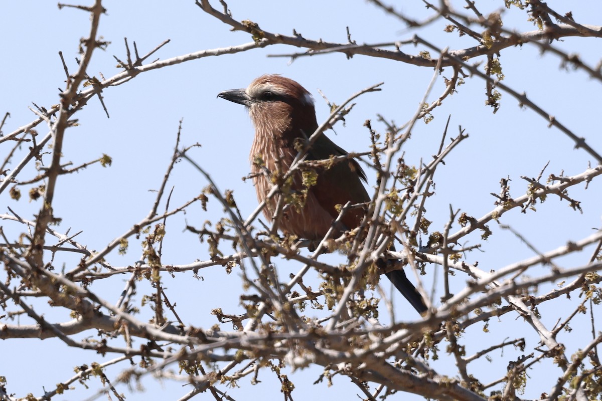 Rollier varié - ML647433519