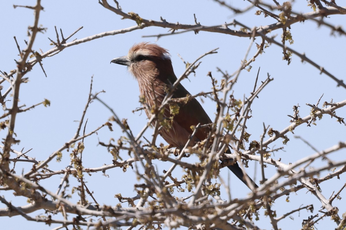 Rollier varié - ML647433520