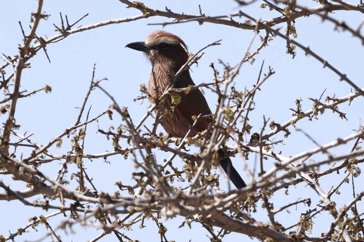 Rollier varié - ML647433521