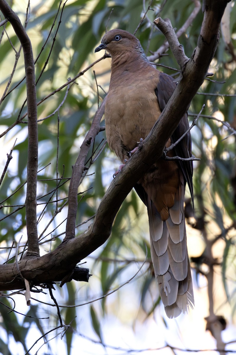 Maronentaube - ML647433528