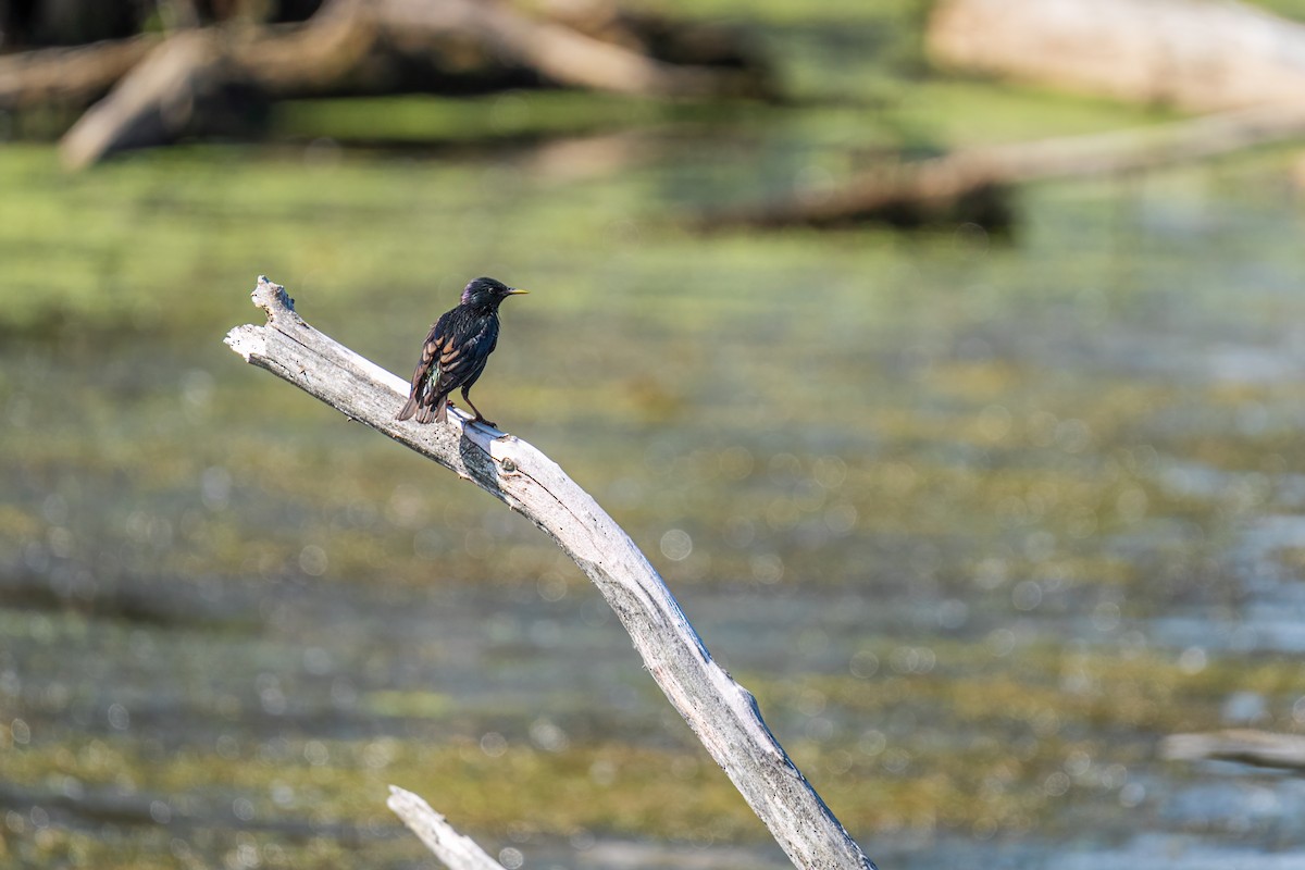 European Starling - ML647433529