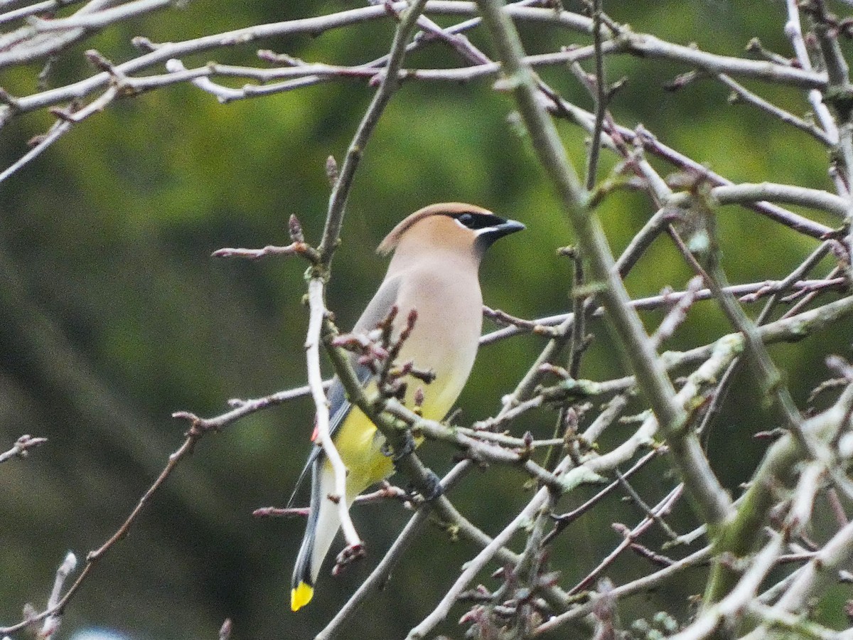 Buztanori amerikarra - ML647433544