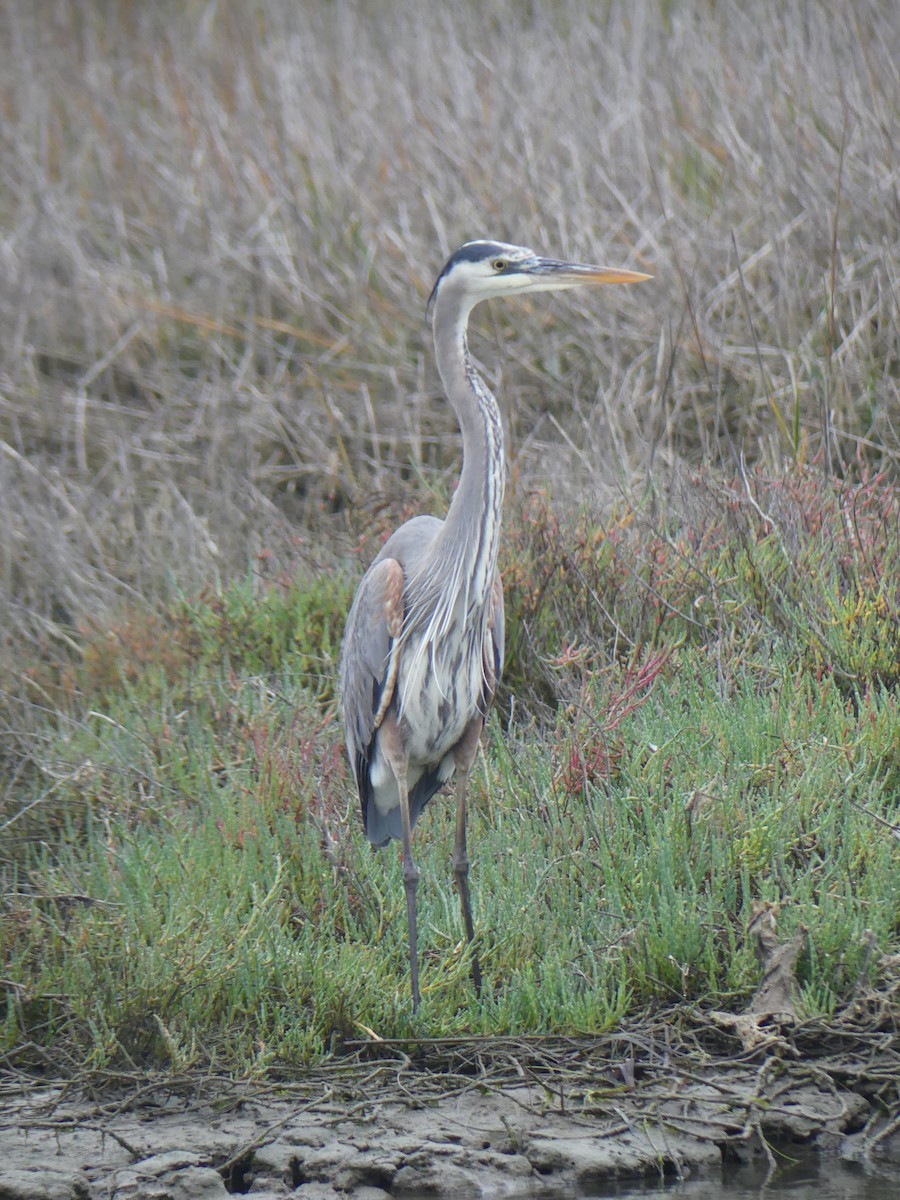 Great Blue Heron - ML647433545