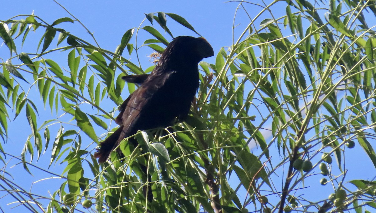 Smooth-billed Ani - ML647433546