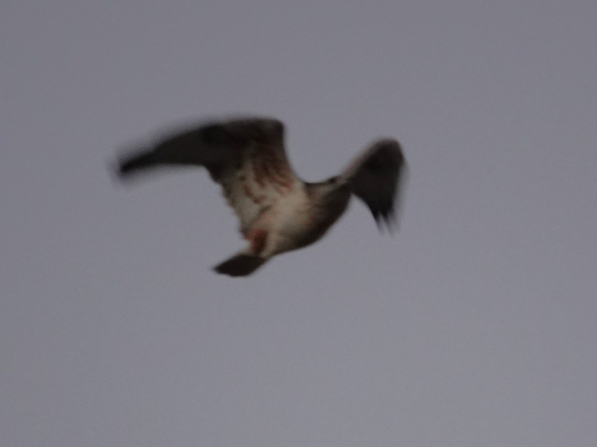 kongevåk - ML647433561