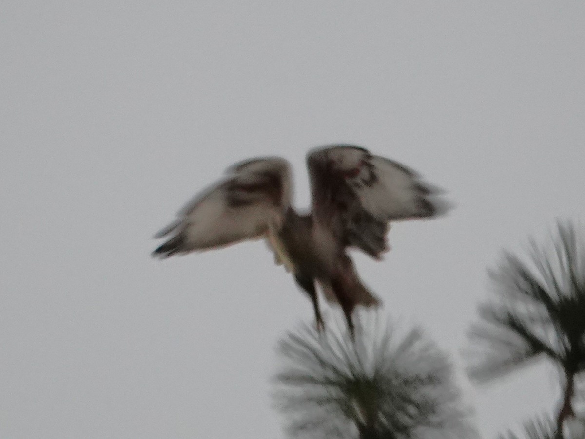 kongevåk - ML647433568