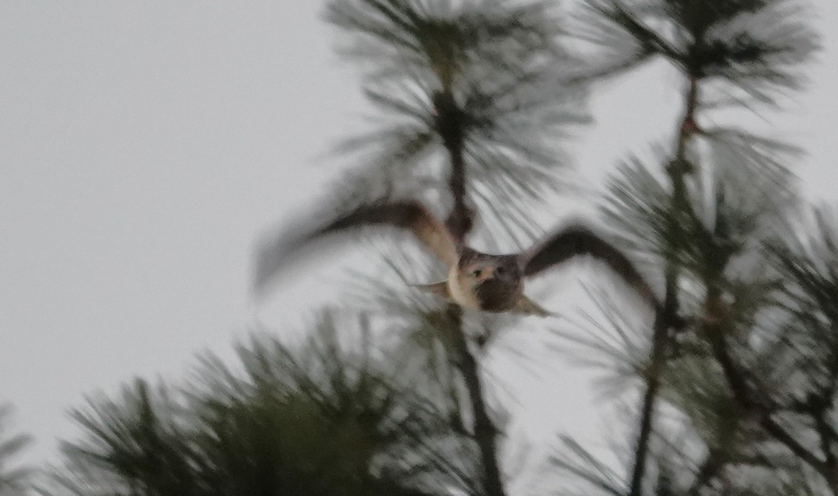 kongevåk - ML647433569