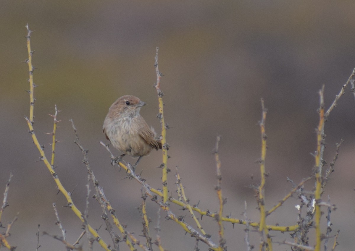 Sandy Gallito - ML647433584