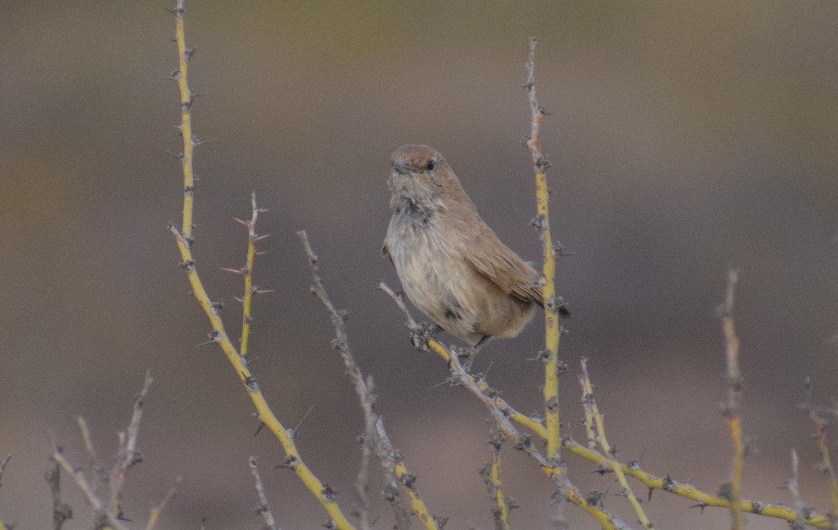 Sandy Gallito - ML647433585