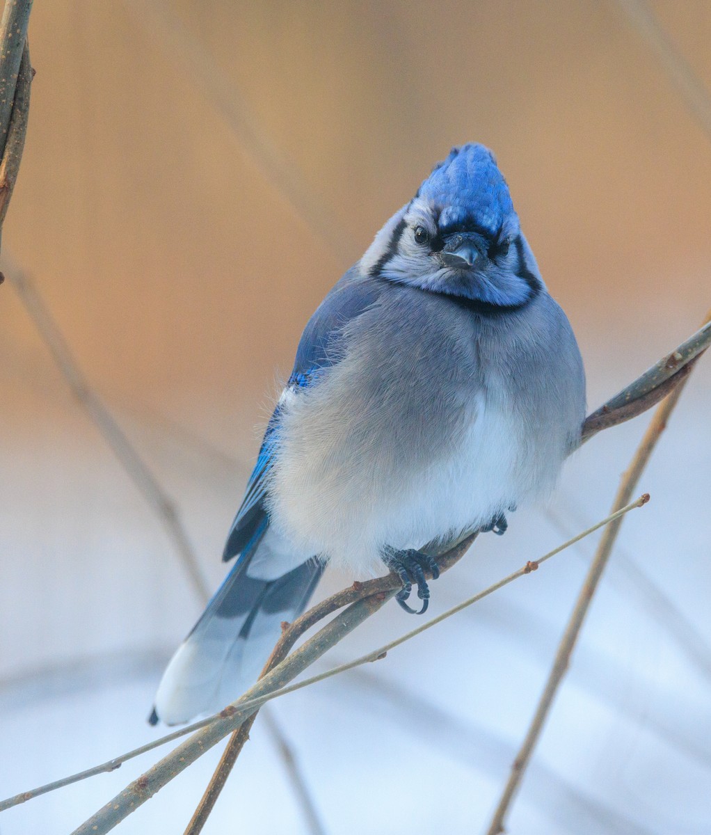 Blue Jay - ML647433588