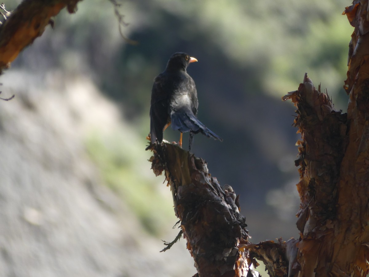 Great Thrush - ML647433595