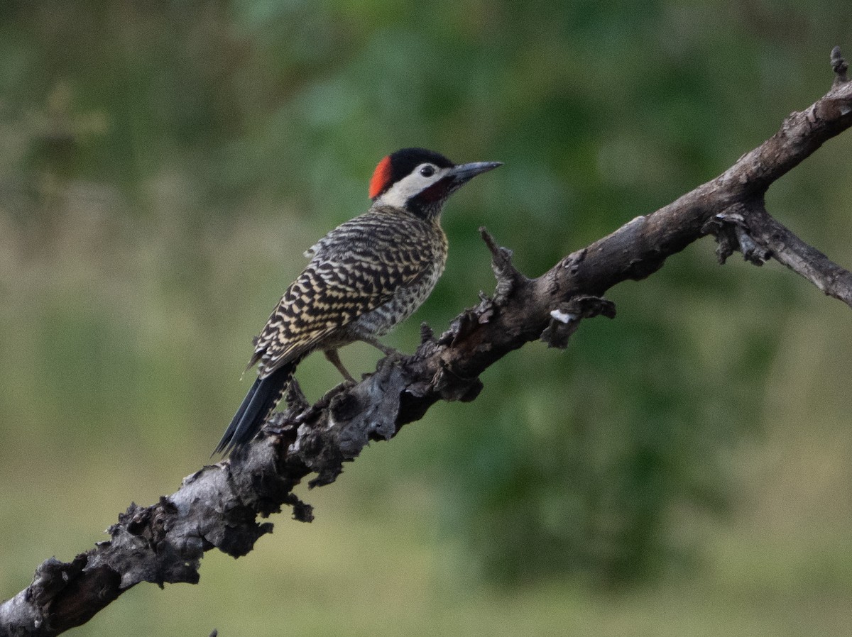 Декол плямистоволий - ML647433601