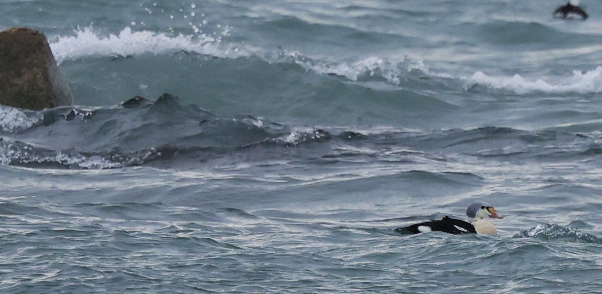 King Eider - ML647433606