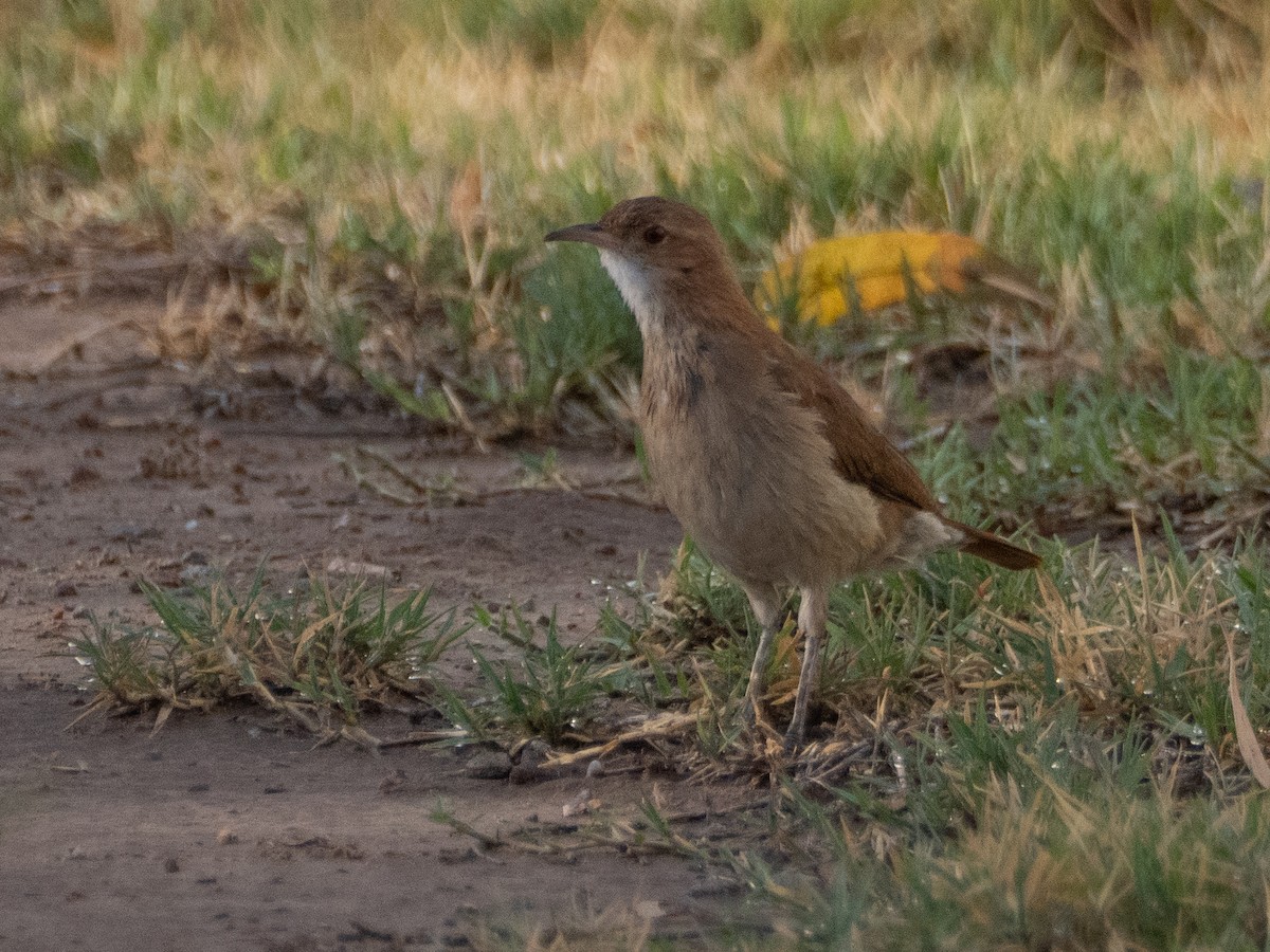 Rufous Hornero - ML647433608