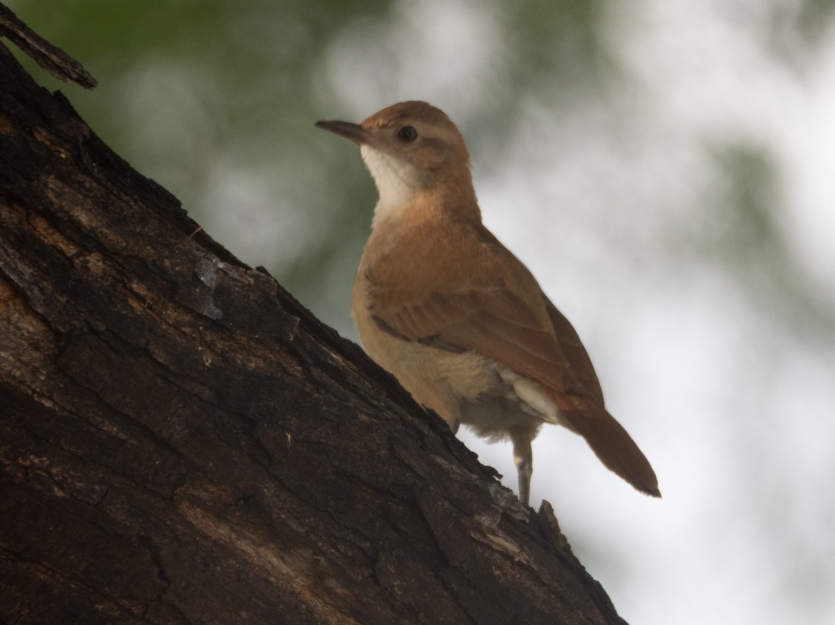 Rufous Hornero - ML647433609